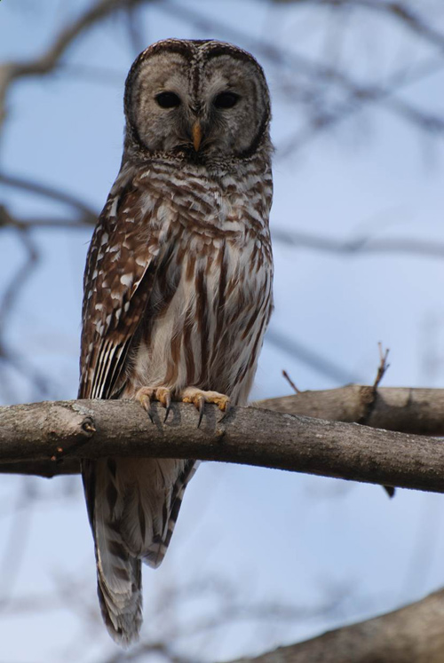 barred owl